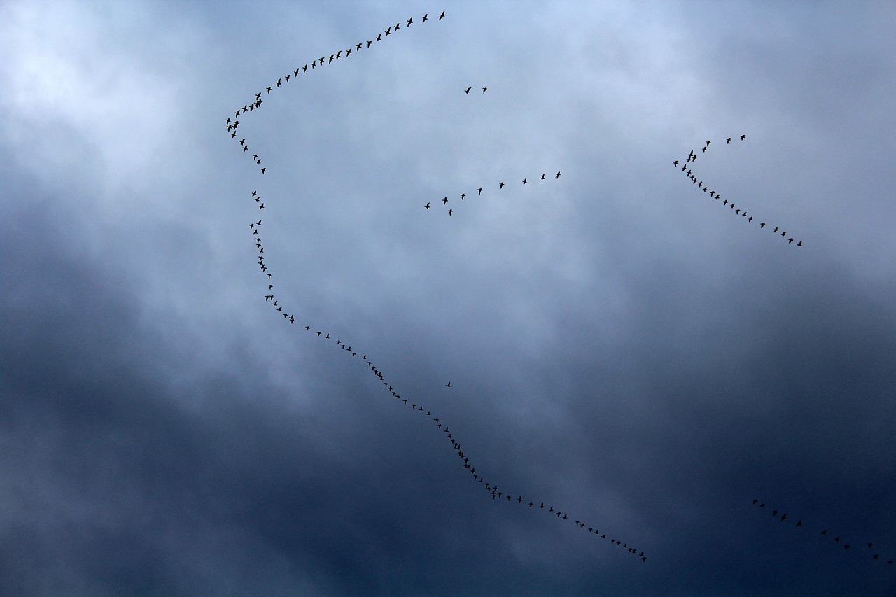 Nature’s Highways - Preserving Ancient Migration Routes